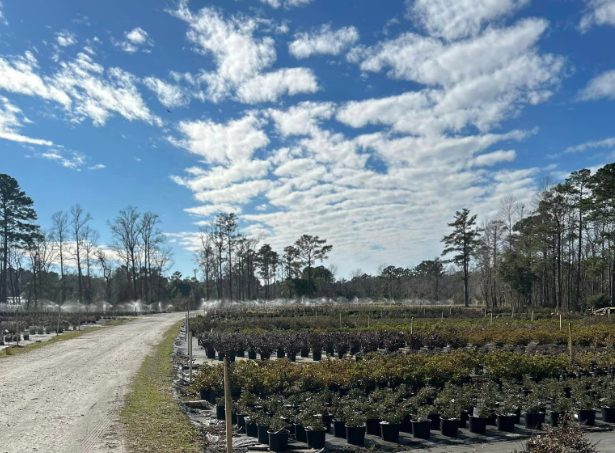 Phillips Nursery Plants