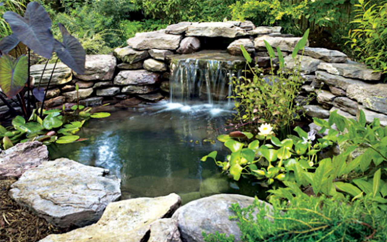 eco pond